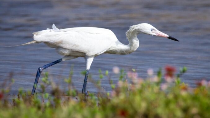 uploaded-image-habitat-ve-ekolojik-denge-1698398129878
